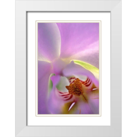Georgia, Alpharetta Backlit phalaeonopsis orchid White Modern Wood Framed Art Print with Double Matting by Needle, Charles