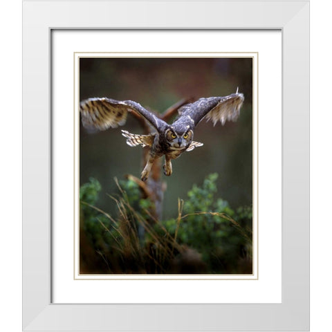 GA, Pine Mountain Barred owl in flight White Modern Wood Framed Art Print with Double Matting by Kelley, David