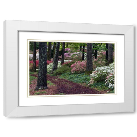Georgia Pathway through trees and flower bushes White Modern Wood Framed Art Print with Double Matting by Rotenberg, Nancy