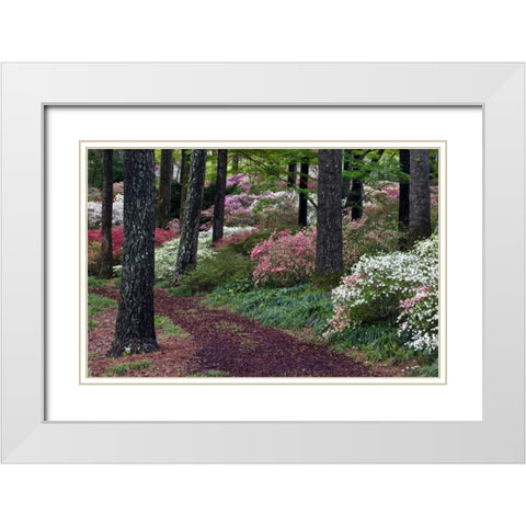 Georgia Pathway through trees and flower bushes White Modern Wood Framed Art Print with Double Matting by Rotenberg, Nancy
