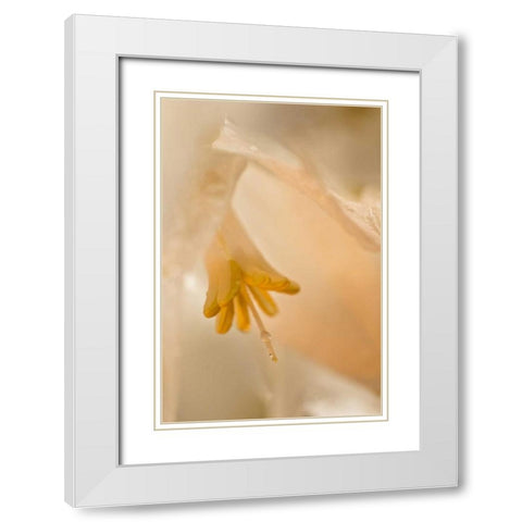 USA, Georgia Close up of pale peach flower White Modern Wood Framed Art Print with Double Matting by Rotenberg, Nancy