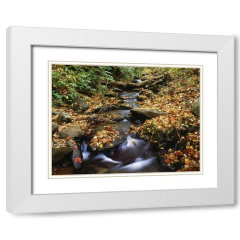 Georgia, Cherokee NF Small creek in autumn White Modern Wood Framed Art Print with Double Matting by Flaherty, Dennis