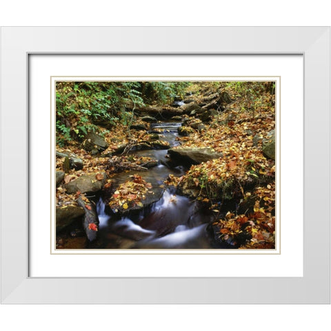 Georgia, Cherokee NF Small creek in autumn White Modern Wood Framed Art Print with Double Matting by Flaherty, Dennis