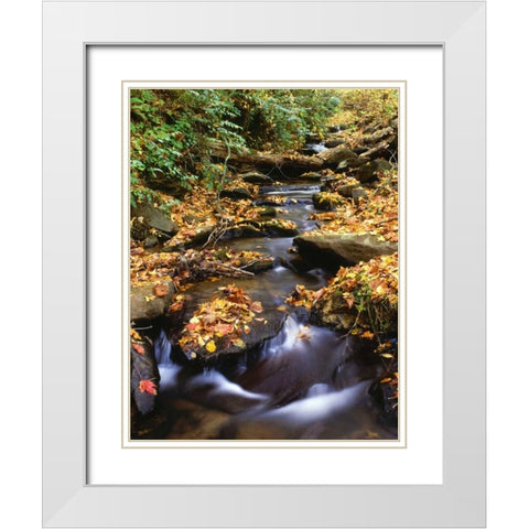 Georgia, Cherokee NF Small creek in autumn White Modern Wood Framed Art Print with Double Matting by Flaherty, Dennis