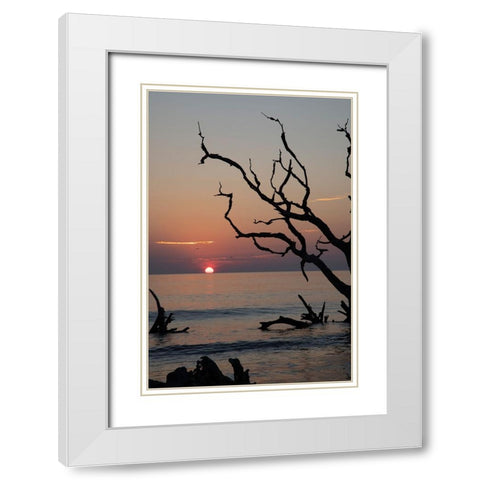 USA-Georgia-Jekyll Island-Sunrise on Driftwood Beach of petrified trees White Modern Wood Framed Art Print with Double Matting by Looney, Hollice