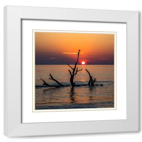 USA-Georgia-Jekyll Island-Sunrise on Driftwood Beach of petrified trees White Modern Wood Framed Art Print with Double Matting by Looney, Hollice