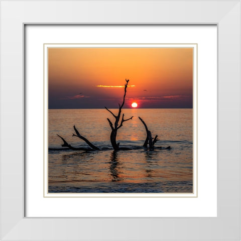 USA-Georgia-Jekyll Island-Sunrise on Driftwood Beach of petrified trees White Modern Wood Framed Art Print with Double Matting by Looney, Hollice