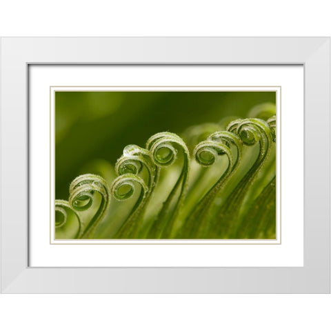 Georgia-Savannah Sago palm new growth White Modern Wood Framed Art Print with Double Matting by Wells, Joanne