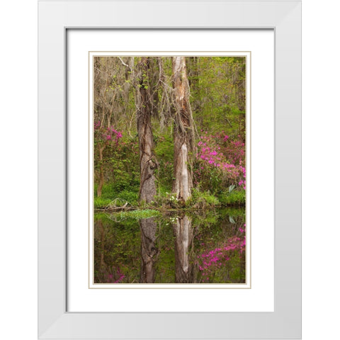 South Carolina-Charleston Azaleas blooming along ponds edge at Magnolia Gardens White Modern Wood Framed Art Print with Double Matting by Wells, Joanne