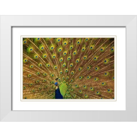 South Carolina-Charleston Peacock displaying spring tail feathers White Modern Wood Framed Art Print with Double Matting by Wells, Joanne