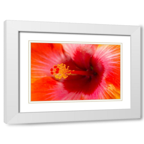 Georgia-Savannah Close-up of hibiscus in the spring White Modern Wood Framed Art Print with Double Matting by Wells, Joanne