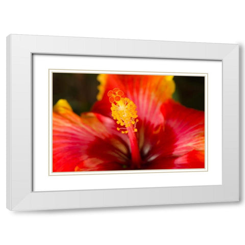 Georgia-Savannah Close-up of a hibiscus, White Modern Wood Framed Art Print with Double Matting by Wells, Joanne