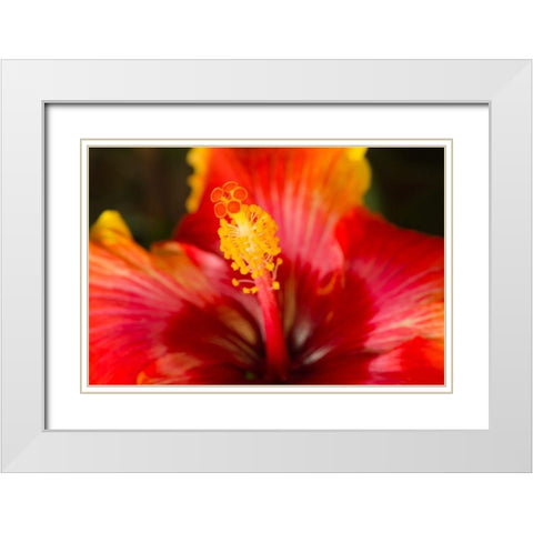 Georgia-Savannah Close-up of a hibiscus, White Modern Wood Framed Art Print with Double Matting by Wells, Joanne