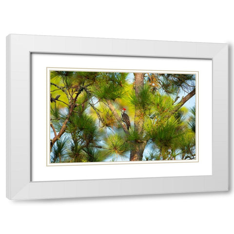 USA- Georgia- Savannah. Pileated woodpecker in tall pine tree. White Modern Wood Framed Art Print with Double Matting by Wells, Joanne