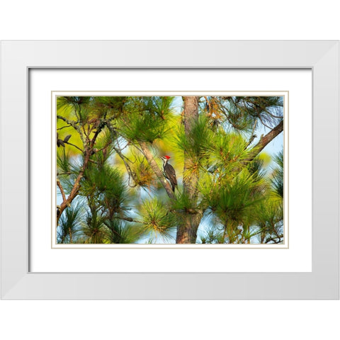 USA- Georgia- Savannah. Pileated woodpecker in tall pine tree. White Modern Wood Framed Art Print with Double Matting by Wells, Joanne