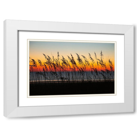 USA- Georgia- Tybee Island. Sunrise with silhouetted beach grass. White Modern Wood Framed Art Print with Double Matting by Wells, Joanne