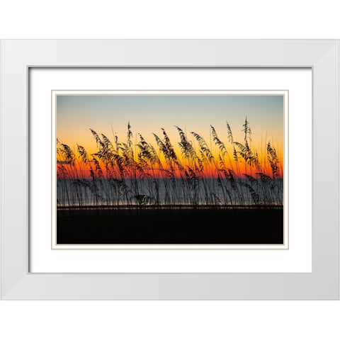 USA- Georgia- Tybee Island. Sunrise with silhouetted beach grass. White Modern Wood Framed Art Print with Double Matting by Wells, Joanne