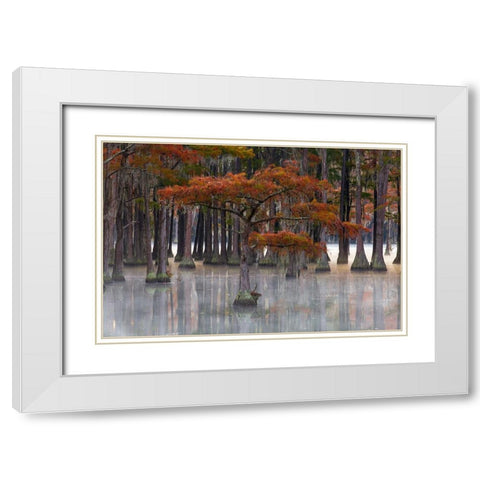 USA- Georgia- Twin City. Fall cypress tress in the fog White Modern Wood Framed Art Print with Double Matting by Wells, Joanne