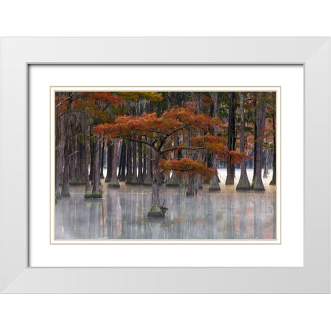 USA- Georgia- Twin City. Fall cypress tress in the fog White Modern Wood Framed Art Print with Double Matting by Wells, Joanne