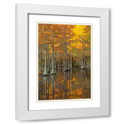 USA- Georgia- Twin City. Fall cypress tress in the morning light. White Modern Wood Framed Art Print with Double Matting by Wells, Joanne