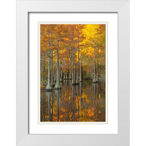 USA- Georgia- Twin City. Fall cypress tress in the morning light. White Modern Wood Framed Art Print with Double Matting by Wells, Joanne