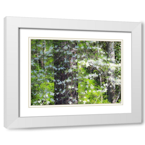 Georgia-Callaway gardens springtime White Modern Wood Framed Art Print with Double Matting by Gulin, Sylvia