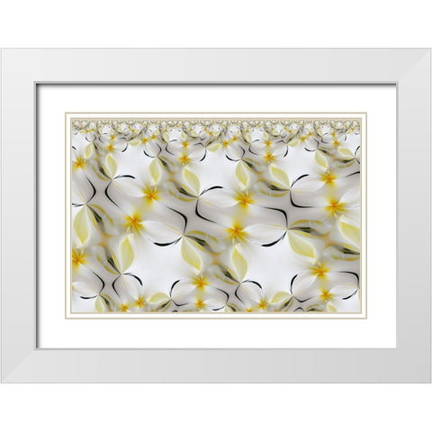 Plumerias a genus of flowering plants in the dogbane family-Maui-Hawaii White Modern Wood Framed Art Print with Double Matting by Jones, Adam