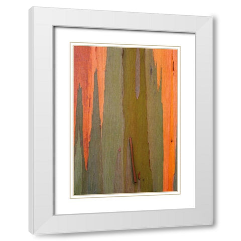 Hawaii, Kauai Detail of eucalyptus tree bark White Modern Wood Framed Art Print with Double Matting by Flaherty, Dennis