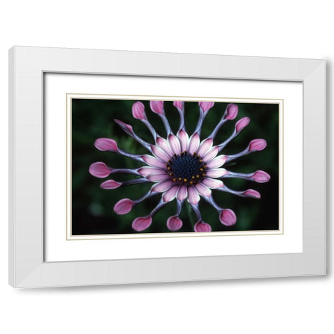 Hawaii, Maui Spoon daisy wildflower White Modern Wood Framed Art Print with Double Matting by Ross, Nancy ,  Steve