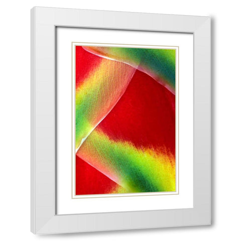 Hawaii, Maui Lobster claw or heliconia rostrata White Modern Wood Framed Art Print with Double Matting by Needle, Charles