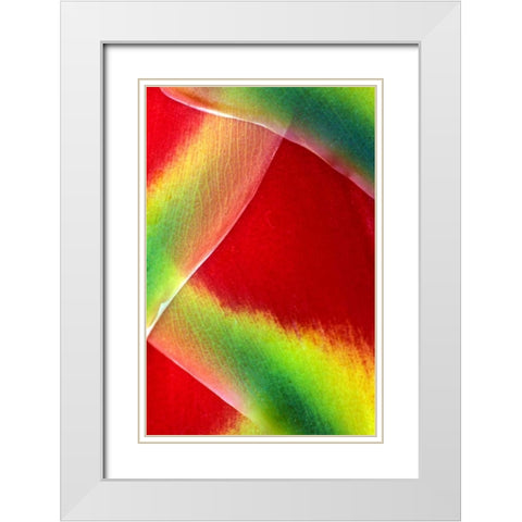 Hawaii, Maui Lobster claw or heliconia rostrata White Modern Wood Framed Art Print with Double Matting by Needle, Charles