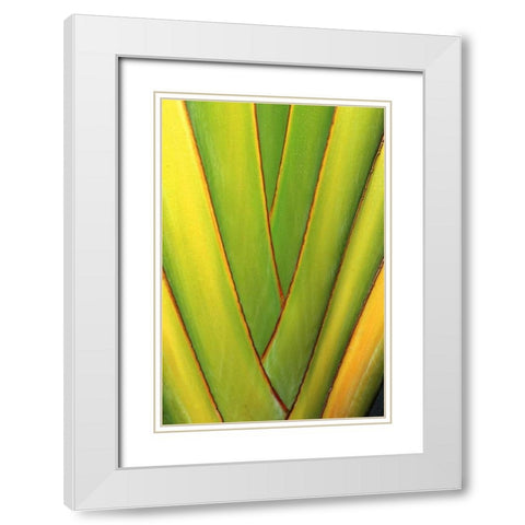 USA, Hawaii, Big Island Tropical plant abstract White Modern Wood Framed Art Print with Double Matting by Ross, Nancy ,  Steve
