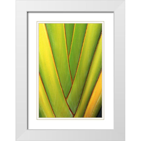 USA, Hawaii, Big Island Tropical plant abstract White Modern Wood Framed Art Print with Double Matting by Ross, Nancy ,  Steve
