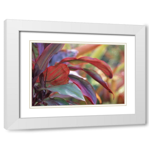 USA, Hawaii, Kauai Close-up of ti plant leaves White Modern Wood Framed Art Print with Double Matting by Satushek, Steve