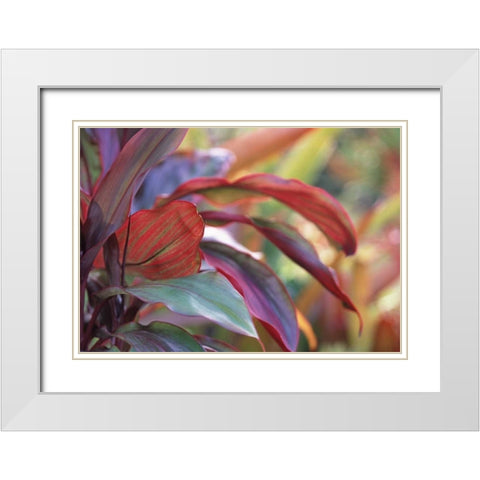 USA, Hawaii, Kauai Close-up of ti plant leaves White Modern Wood Framed Art Print with Double Matting by Satushek, Steve