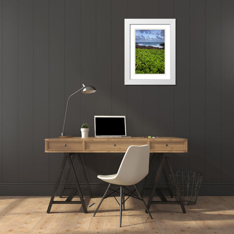 Hawaii, Kauai Plants next to rocky coastline White Modern Wood Framed Art Print with Double Matting by Flaherty, Dennis