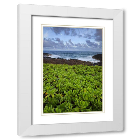 Hawaii, Kauai Plants next to rocky coastline White Modern Wood Framed Art Print with Double Matting by Flaherty, Dennis