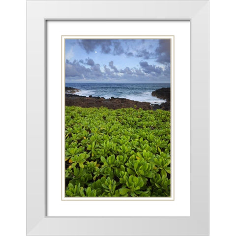 Hawaii, Kauai Plants next to rocky coastline White Modern Wood Framed Art Print with Double Matting by Flaherty, Dennis