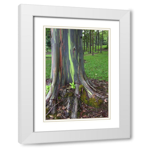 Hawaii, Kauai Colorful eucalyptus tree bark White Modern Wood Framed Art Print with Double Matting by Flaherty, Dennis