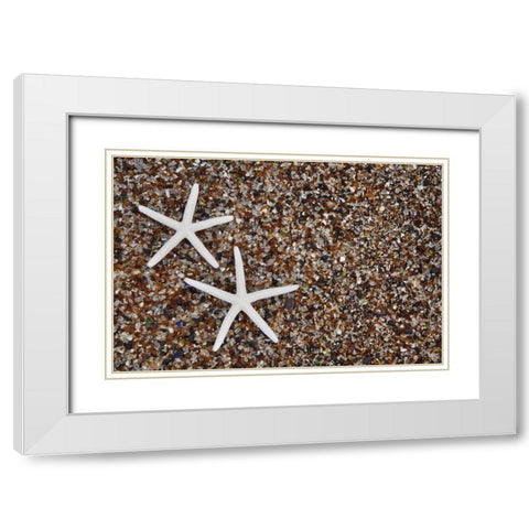 Hawaii, Kauai Starfish skeletons on Glass Beach White Modern Wood Framed Art Print with Double Matting by Flaherty, Dennis