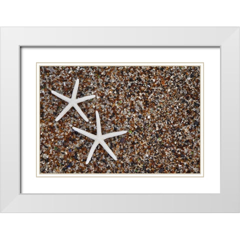 Hawaii, Kauai Starfish skeletons on Glass Beach White Modern Wood Framed Art Print with Double Matting by Flaherty, Dennis