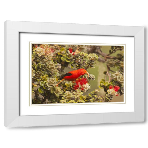 HI, Maui, Haleakala NP Iiwi bird on ohia bloom White Modern Wood Framed Art Print with Double Matting by Illg, Cathy and Gordon