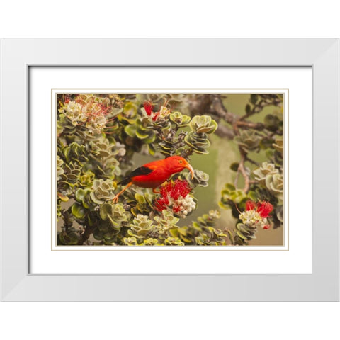 HI, Maui, Haleakala NP Iiwi bird on ohia bloom White Modern Wood Framed Art Print with Double Matting by Illg, Cathy and Gordon