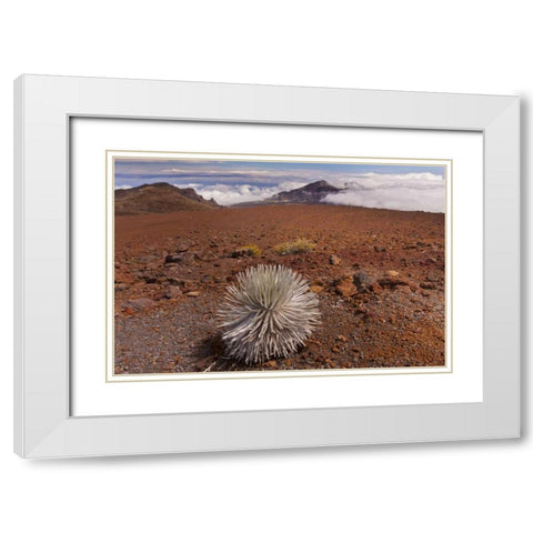 Hawaii, Maui, Haleakala NP Silversword plant White Modern Wood Framed Art Print with Double Matting by Illg, Cathy and Gordon