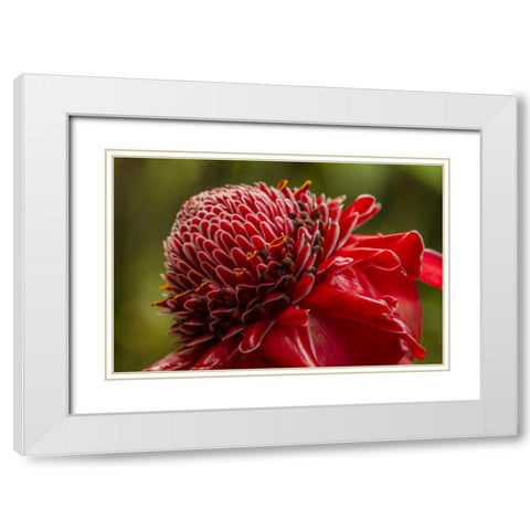 Hawaii, The Big Island Ginger blossom White Modern Wood Framed Art Print with Double Matting by Illg, Cathy and Gordon