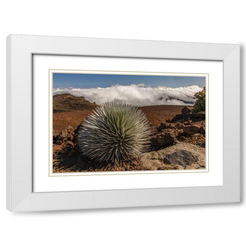 HI, Maui, Haleakala NP Silversword plant White Modern Wood Framed Art Print with Double Matting by Illg, Cathy and Gordon