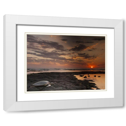 HI, Honokohau Bay Green sea turtle on beach White Modern Wood Framed Art Print with Double Matting by Illg, Cathy and Gordon