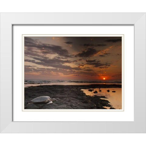 HI, Honokohau Bay Green sea turtle on beach White Modern Wood Framed Art Print with Double Matting by Illg, Cathy and Gordon