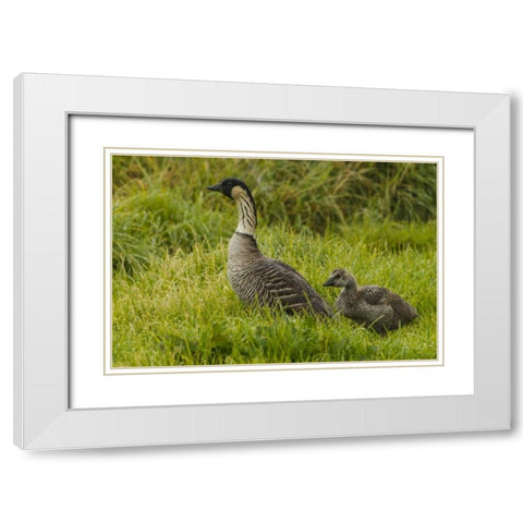 HI, Hakalau Forest NWR Nene bird with gosling White Modern Wood Framed Art Print with Double Matting by Illg, Cathy and Gordon