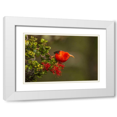 Hawaii, Hakalau Forest Iiwi bird on ohia tree White Modern Wood Framed Art Print with Double Matting by Illg, Cathy and Gordon